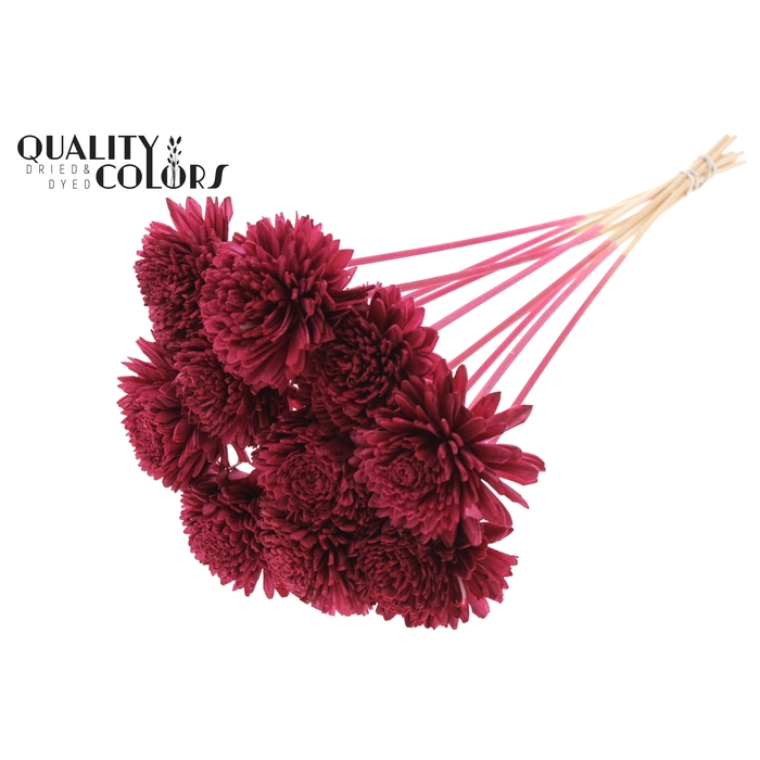 <h4>Shola Zinia Ø8cm on stem Burgundy</h4>