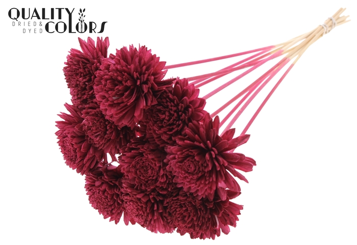 Shola Zinia Ø8cm on stem Burgundy