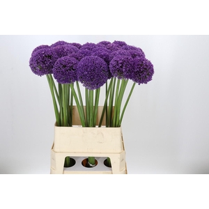 Allium Ambassador