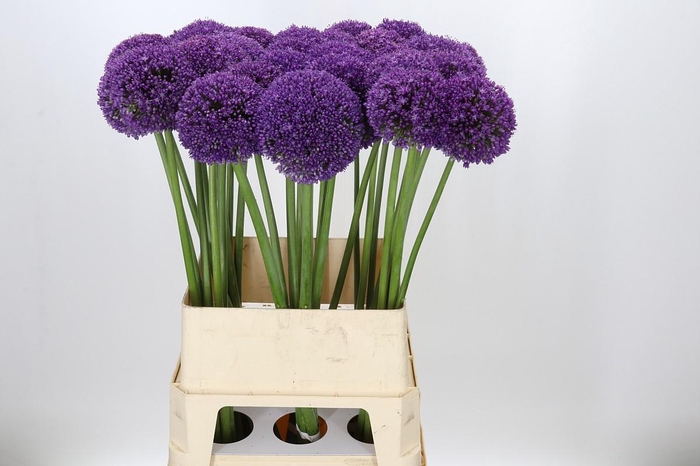 <h4>Allium Ambassador</h4>
