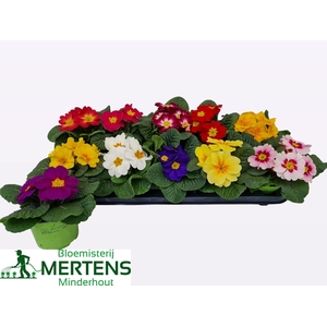 PRIM ACAULIS MIX