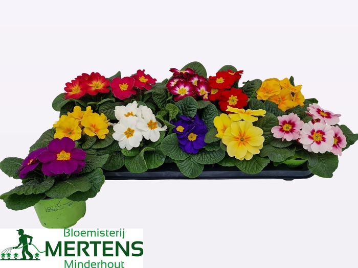 <h4>PRIM AC GEM</h4>