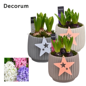 Hyacint Betona HL17222 [PURE]