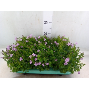 Campanula porten. 'Porto Pink'