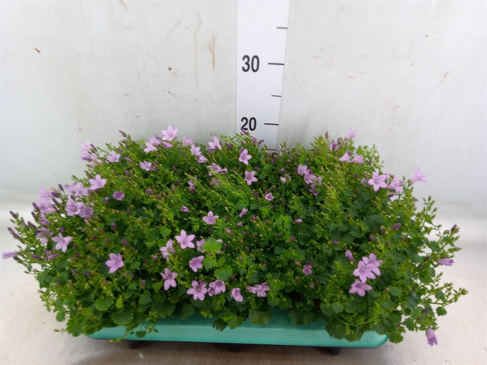 <h4>Campanula porten. 'Porto Pink'</h4>