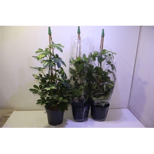 Schef Ar Gold Capell