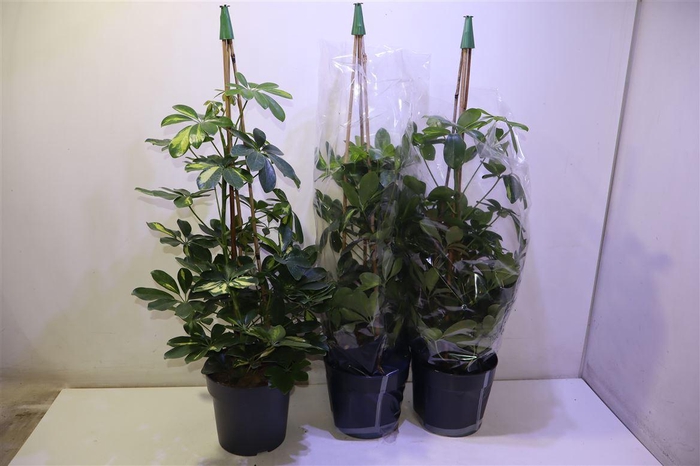 <h4>Schef Ar Gold Capell</h4>