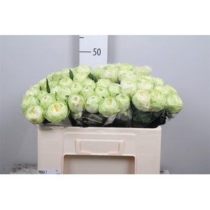 R Gr White Kahala-bb