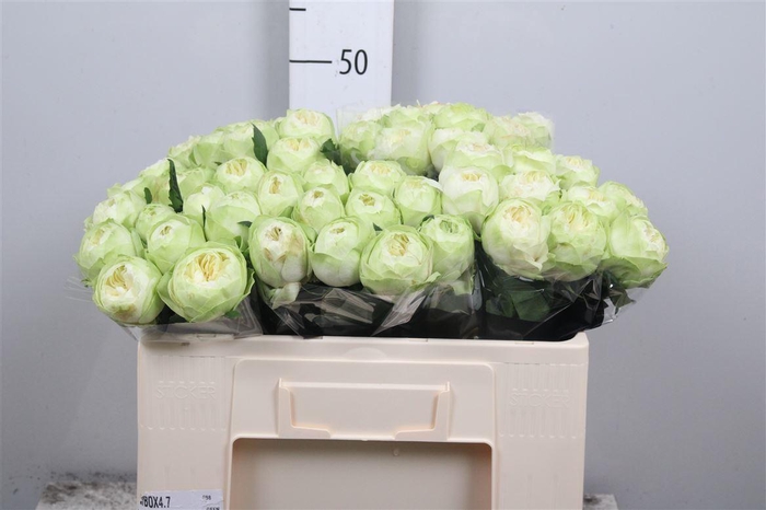 <h4>R Gr White Kahala-bb</h4>