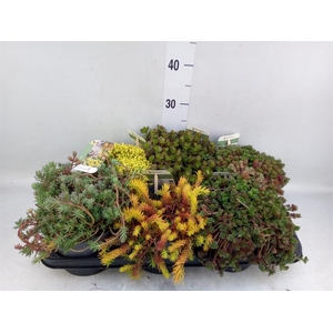 Sedum   ...