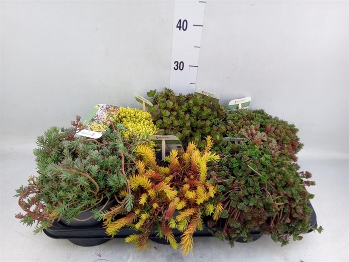 <h4>Sedum   ...</h4>