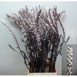 ACTAEA SIM BRUNETTE