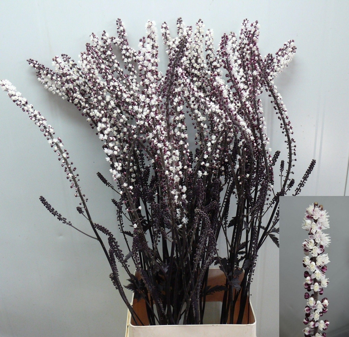 <h4>ACTAEA SIM BRUNETTE</h4>