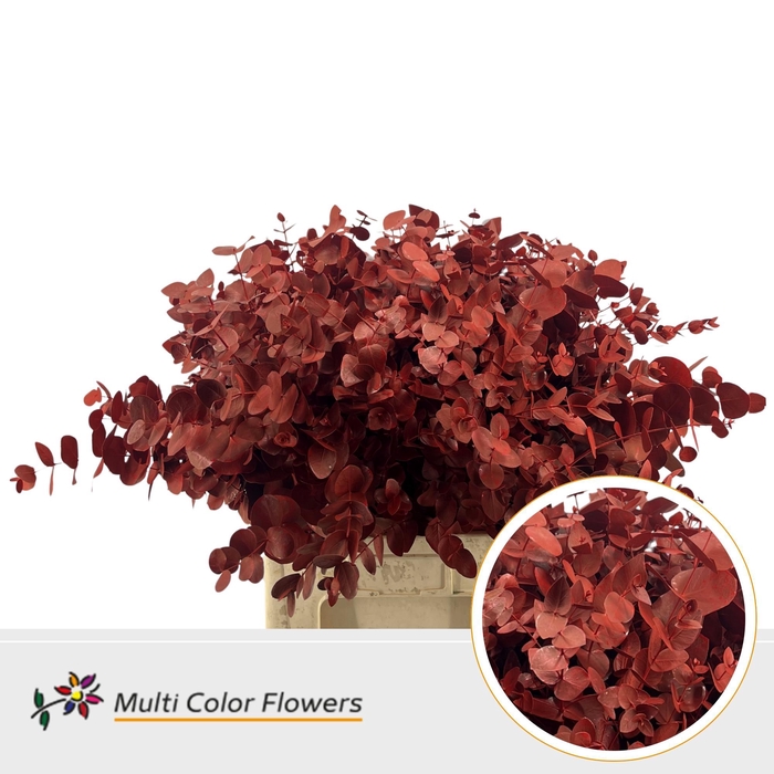 <h4>Eucalyptus cinerea Champagne</h4>