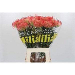 Nutans Ayoba Pink