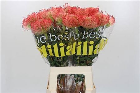 <h4>Nutans Ayoba Pink</h4>