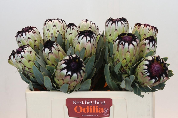 <h4>Protea Mag Niobe</h4>