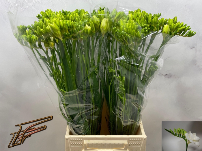 <h4>FR DU VERSAILLES</h4>