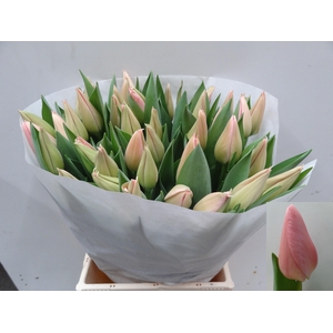 TU EN SALMON DESSERT