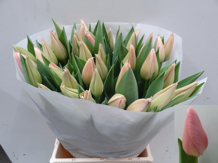 <h4>TU EN SALMON DESSERT</h4>