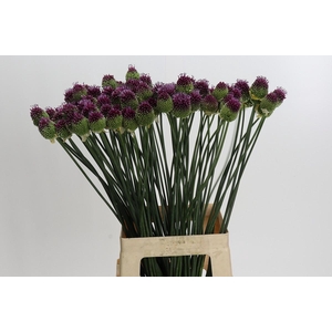 Allium Sphaerocephalon