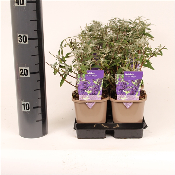 <h4>Buddleja davidii 'Black Knight'</h4>