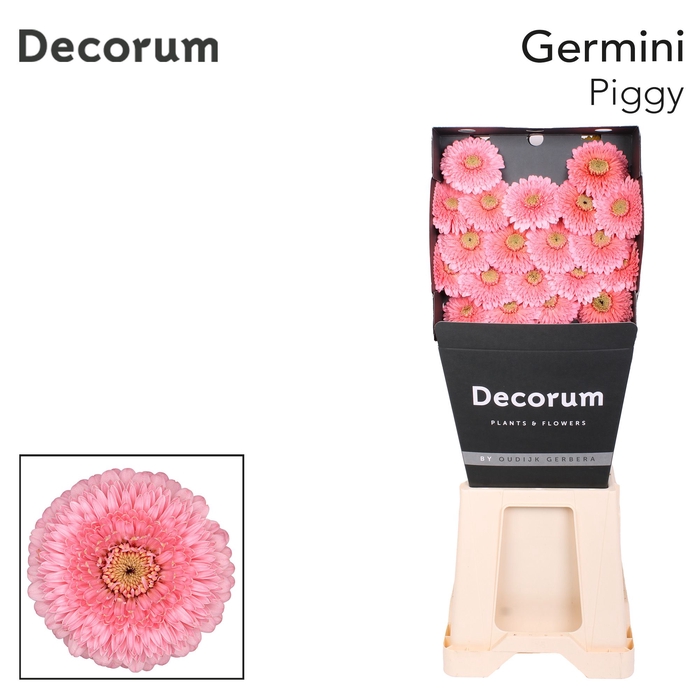 <h4>Germini Pomponi Piggy Diamond</h4>