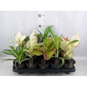 Aglaonema   ...