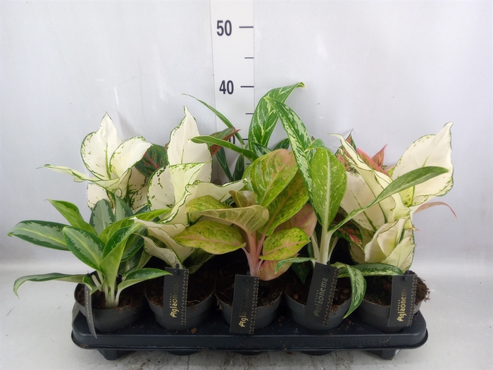 Aglaonema   ...