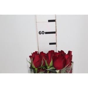 ROSA SAMOURAI 050 CM ESTUFA