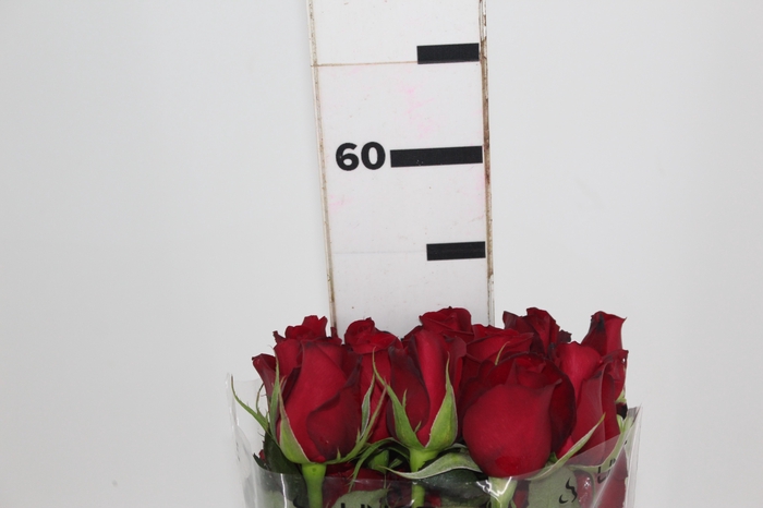 <h4>ROSA SAMOURAI 050 CM ESTUFA</h4>