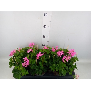 Pelargonium pelt. 'Balkon Lila'
