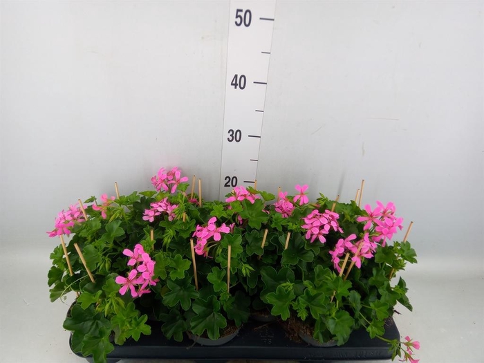 <h4>Pelargonium pelt. 'Balkon Lila'</h4>