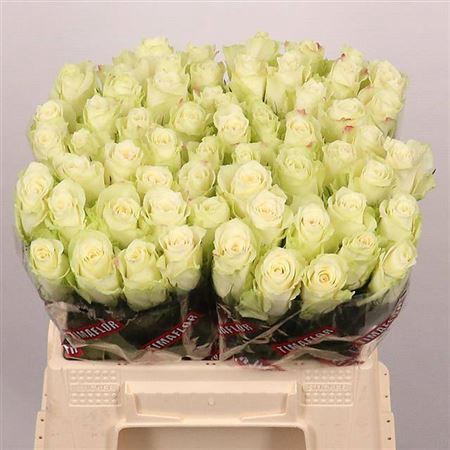 <h4>Rosa grootbloemig Athena</h4>