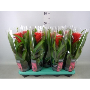 Guzmania  'Hope'
