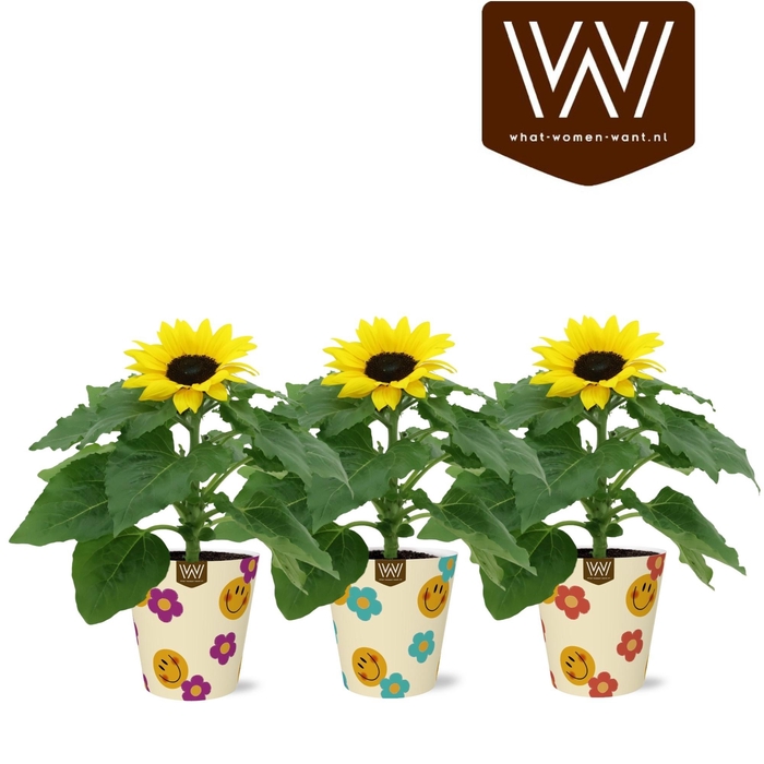 <h4>KAMERPL BLOEIEND GEM</h4>