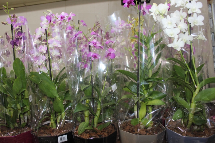 <h4>DENPHALAEN P18</h4>