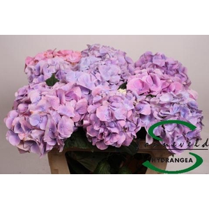 Hydrangea cassanova