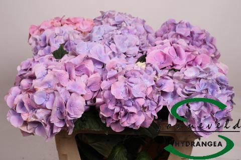 <h4>Hydrangea cassanova</h4>