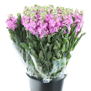 Matth Incana Iron Rose Pink Super