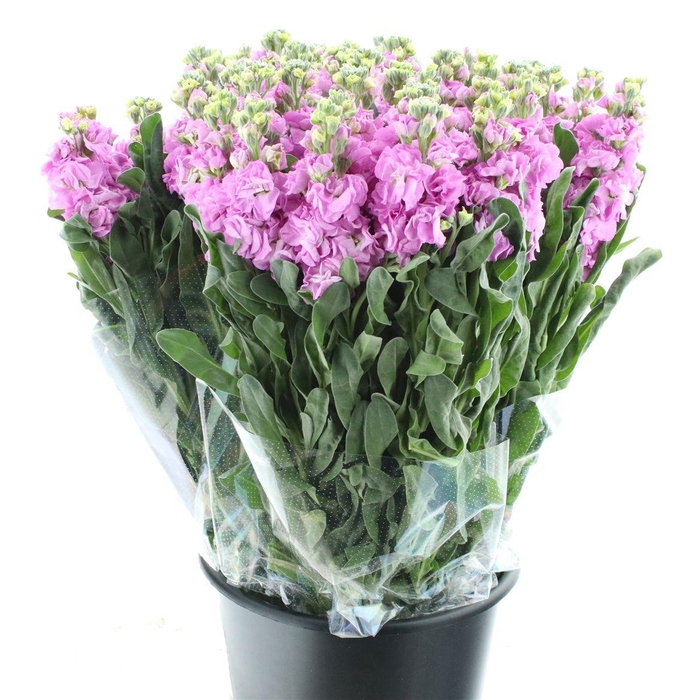 <h4>Matth Incana Iron Rose Pink Super</h4>