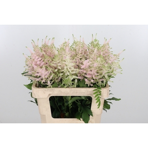 Astilbe Europa Roze