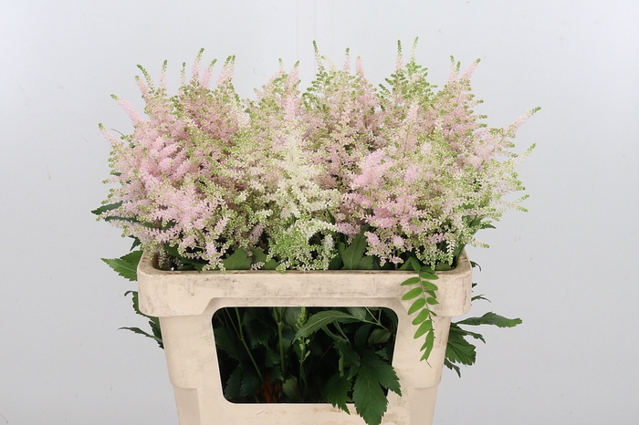 <h4>Astilbe Europa Roze</h4>