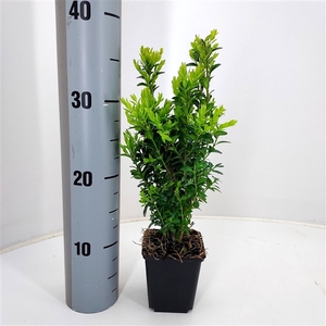 Buxus sempervirens P9 vierkant