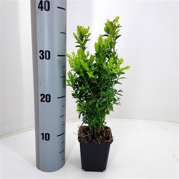 <h4>Buxus sempervirens P9 vierkant</h4>