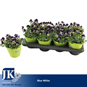 Viola Cornuta Blue White