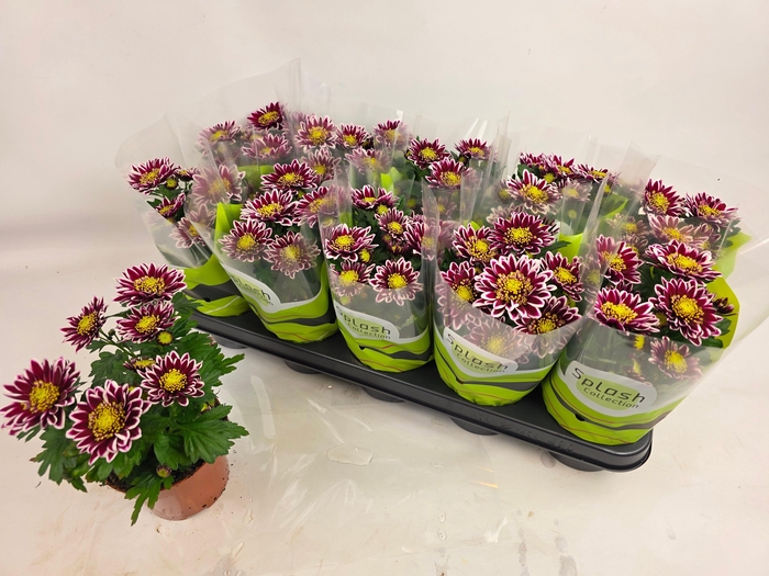 <h4>CHRYS SPLASH ROCKER</h4>