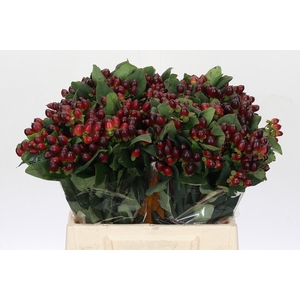 Hypericum Rocky Romance