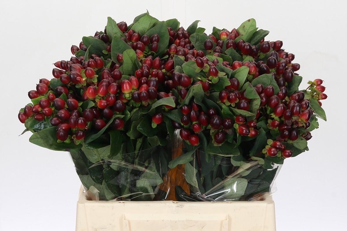 <h4>Hypericum Rocky Romance</h4>