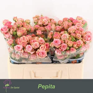 R TR PEPITA